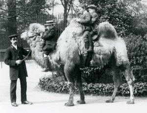 Promenade à dos de chameau bactrien au zoo de Londres, vers 1913